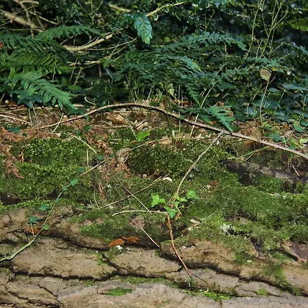 Ferme Du Pic D'allier Frühstückspension